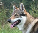 Photo: Chechoslovakian wolfdog (Dog standard)