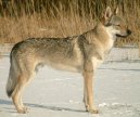 Photo: Chechoslovakian wolfdog (Dog standard)