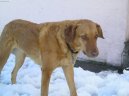 Photo: Chesapeake bay retriever (Dog standard)