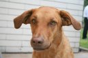 Photo: Chesapeake bay retriever (Dog standard)