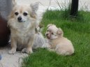 Photos: Chihuahua (Dog standard) (pictures, images)