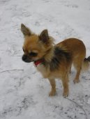 Photos: Chihuahua (Dog standard) (pictures, images)