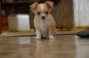 Photos: Chihuahua (Dog standard) (pictures, images)