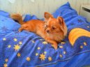 Photos: Chihuahua (Dog standard) (pictures, images)