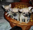 Photos: Chihuahua (Dog standard) (pictures, images)