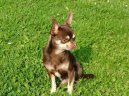 Photos: Chihuahua (Dog standard) (pictures, images)