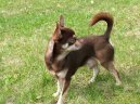 Photos: Chihuahua (Dog standard) (pictures, images)