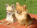 Photo: Chihuahua (Dog standard)