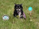 Photos: Chihuahua (Dog standard) (pictures, images)