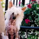 Photo: Chinese crested dog (Dog standard)