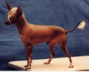 Photos: Chinese crested dog (Dog standard) (pictures, images)
