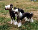 Photo: Chinese crested dog (Dog standard)