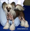 Photo: Chinese crested dog (Dog standard)