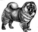 Photo: Chow chow (Dog standard)