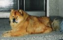 Photos: Chow chow (Dog standard) (pictures, images)