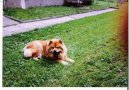 Photo: Chow chow (Dog standard)