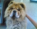 Photo: Chow chow (Dog standard)