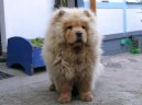 Photo: Chow chow (Dog standard)