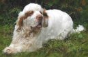 Photos: Clumber spaniel (Dog standard) (pictures, images)