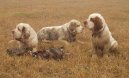 Photos: Clumber spaniel (Dog standard) (pictures, images)