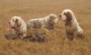 Photo: Clumber spaniel (Dog standard)