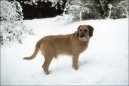 Photos: Coarse-haired styrian hound (Dog standard) (pictures, images)