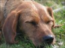 Photo: Coarse-haired styrian hound (Dog standard)