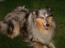 Photos: Collie rough (Dog standard) (pictures, images)