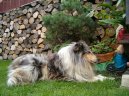 Photos: Collie rough (Dog standard) (pictures, images)