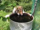 Photos: Collie rough (Dog standard) (pictures, images)