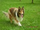 Photos: Collie rough (Dog standard) (pictures, images)