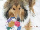 Photos: Collie rough (Dog standard) (pictures, images)