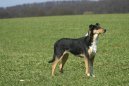 Photos: Collie smooth (Dog standard) (pictures, images)