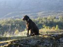 Photo: Curly coated retriever (Dog standard)