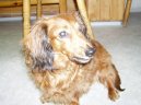 Photos: Dachshund (teckel) (Dog standard) (pictures, images)