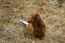 Photos: Dachshund (teckel) (Dog standard) (pictures, images)