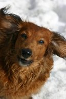 Photos: Dachshund (teckel) (Dog standard) (pictures, images)