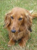 Photos: Dachshund (teckel) (Dog standard) (pictures, images)