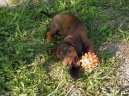 Photos: Dachshund (teckel) (Dog standard) (pictures, images)