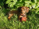 Photos: Dachshund (teckel) (Dog standard) (pictures, images)