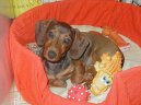 Photos: Dachshund (teckel) (Dog standard) (pictures, images)