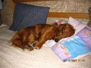 Photos: Dachshund (teckel) (Dog standard) (pictures, images)