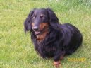 Photo: Dachshund (teckel) (Dog standard)