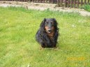 Photo: Dachshund (teckel) (Dog standard)