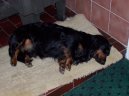 Photos: Dachshund (teckel) (Dog standard) (pictures, images)