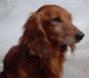 Photos: Dachshund (teckel) (Dog standard) (pictures, images)