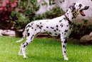 Photo: Dalmatian (Dog standard)