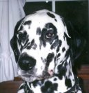 Photo: Dalmatian (Dog standard)