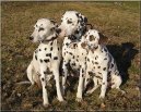 Photos: Dalmatian (Dog standard) (pictures, images)