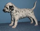 Photos: Dalmatian (Dog standard) (pictures, images)